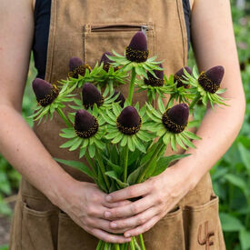 Green Wizard, Rudbeckia Seeds